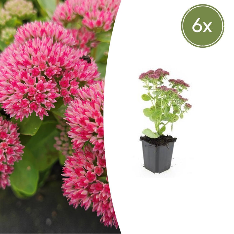 6x Sedum 'Autumn Joy' - 10-25cm - Ø9cm
