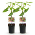 GreenboutiQ Tayberry - 2 Red Fruit Plants in 11cm Pot Bild 3