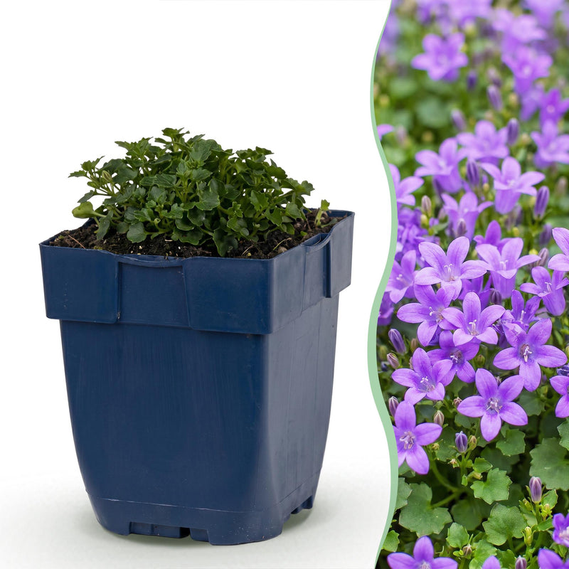 Green boutiQ - Perennial - Campanula portenschlagiana - Peach-leaved bellflower - Ground cover - Pink - 12 Plants - Pot 11cm - Height 15-25cm