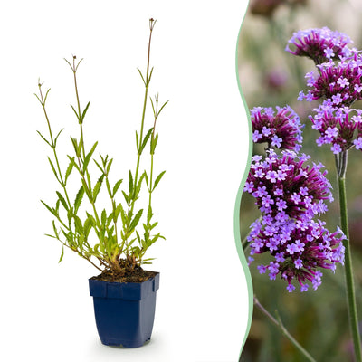 12x Verbena bonariensis 'Eisenkraut' - Lila, bienenfreundlich, 15-25cm