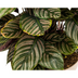 Calathea Ornata Sanderiana, Ø27cm, 60-80cm hoch Bild 3