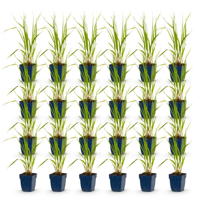 Green boutiQ - Gräser - Molinia caer. Heidebraut - Rohrbinse - Mit Blüte - Grün - 24 Pflanzen - Topf 11cm - Höhe 15-25cm