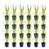 Green boutiQ - Gräser - Molinia caer. Heidebraut - Rohrbinse - Mit Blüte - Grün - 24 Pflanzen - Topf 11cm - Höhe 15-25cm Bild 2