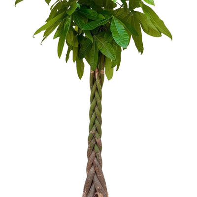 Pachira aquatica (Geldbaum) - 200cm, geflochtene Stämme