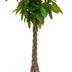 Pachira aquatica (Geldbaum) - 200cm, geflochtene Stämme Bild 1