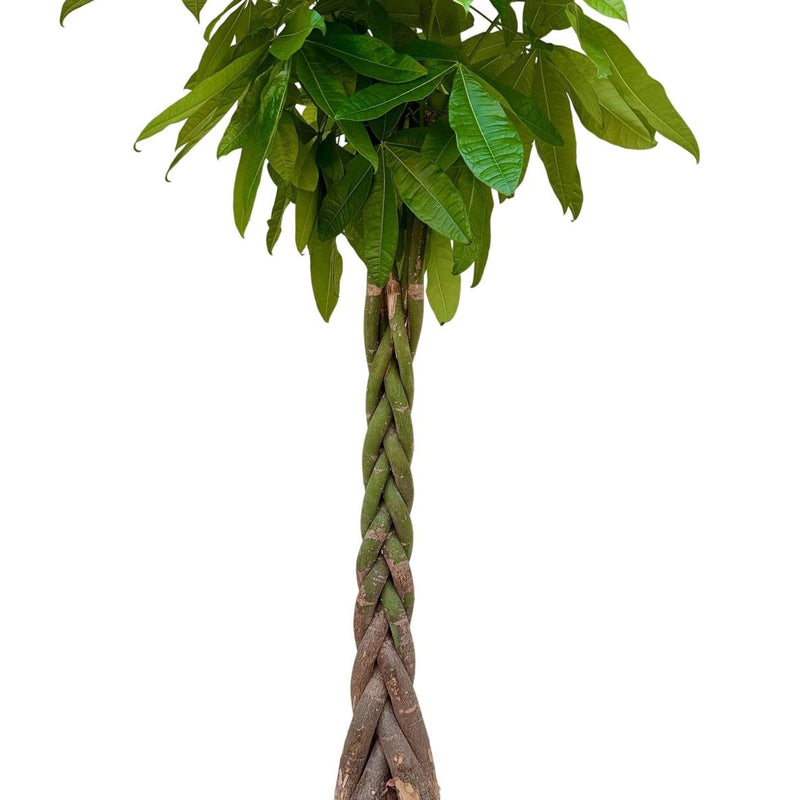 Pachira aquatica (Geldbaum) - 200cm, geflochtene Stämme