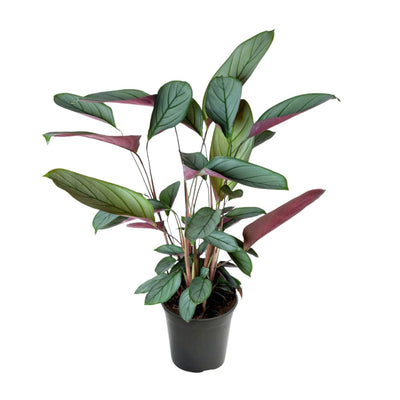 Ctenanthe Setosa: Blattzierpflanze im Ø17cm Topf, 60cm hoch