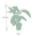 Calathea Warscewiczii Pfauenpflanze: Samtige Blätter, Ø19cm, 70cm hoch Bild 2