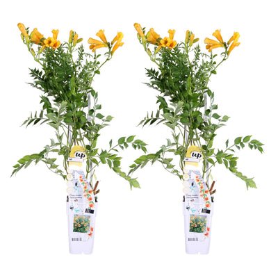 2x Campsis Summer Jazz 'Gold Trumpet' - Gelber Trompetenstrauch 65cm