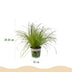 Green boutiQ - Zimmerpflanze - Cyperus alternifolius Zumula - Katzenpflanze - Haustierfreundliche Pflanze - Grün - 1 Pflanze - Topf 12cm - Höhe 20cm Bild 3