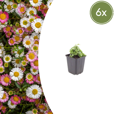 6x Erigeron karvinskianus (Mexik. Gänseblümchen) 10-25cm