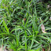 Carex morrowii Irish Green: Immergrünes Ziergras, winterhart, Topf 17cm Bild 7