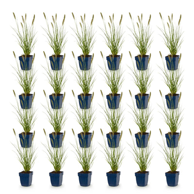 Green boutiQ - Gras - Pennisetum alop. Hameln - Lampenputzergras - Mit Plume - Grün - 24 Pflanzen - Topf 11cm - Höhe 15-25cm