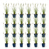 Green boutiQ - Gras - Pennisetum alop. Hameln - Lampenputzergras - Mit Plume - Grün - 24 Pflanzen - Topf 11cm - Höhe 15-25cm Bild 2