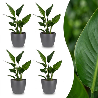 Green boutiQ - Strelitzia Reginea - Paradiesvogelblume - 4 Pflanzen - mit Potter Grijs - Topf 12cm - Höhe 35cm
