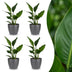 Green boutiQ - Strelitzia Reginea - Paradiesvogelblume - 4 Pflanzen - mit Potter Grijs - Topf 12cm - Höhe 35cm Bild 1