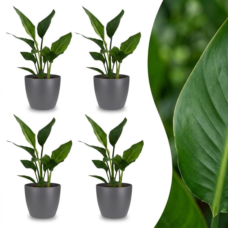Green boutiQ - Strelitzia Reginea - Paradiesvogelblume - 4 Pflanzen - mit Potter Grijs - Topf 12cm - Höhe 35cm