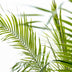 Phoenix Roebelenii Palme auf Stiel, 190-200cm Bild 3