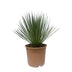 Yucca Rostrata 60 cm – Elegante blaue Zimmerpflanze Bild 1