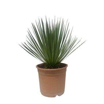 Yucca Rostrata 60 cm – Elegante blaue Zimmerpflanze
