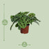 Maranta Leuconeura 'Kerchoveana' - Prayer Plant in 12cm Pot, 30cm High Bild 2