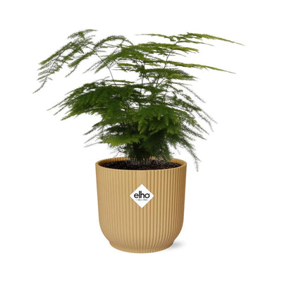 Spargel 'Plumosus' im gelben ELHO Vibes Fold Topf 14 cm