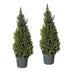 2x Picea glauca Conica - Zuckerhutfichte - Grün - Weihnachtsbaum - Ø26cm - ↕110cm Bild 2