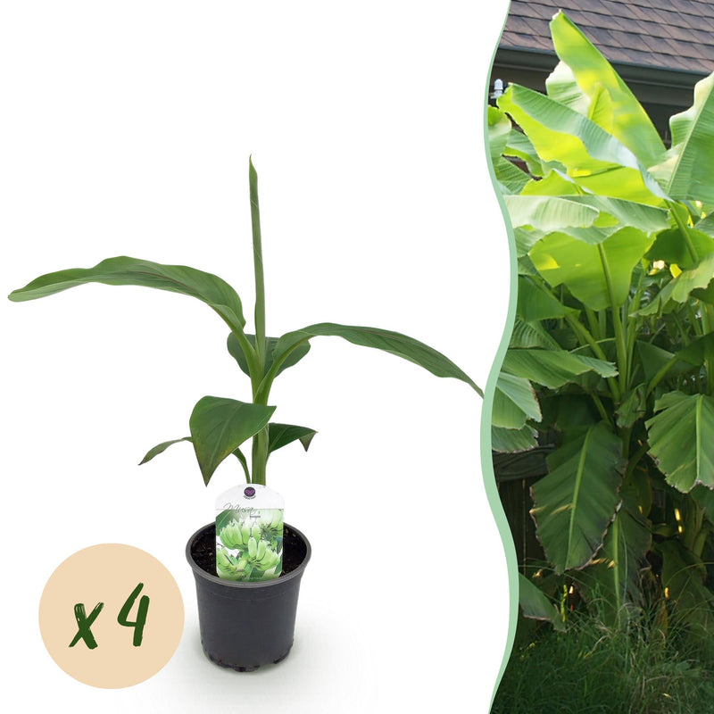 Musa Basjoo Banana Plant, Hardy, Set of 4, 30cm