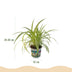 Green boutiQ Spider Plant Variegatum, 4 Plants, 12cm Pot Bild 3