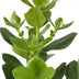 Clusia Rosea Princess Pflanze - Ø17cm Topf - ↕60cm Höhe Bild 3