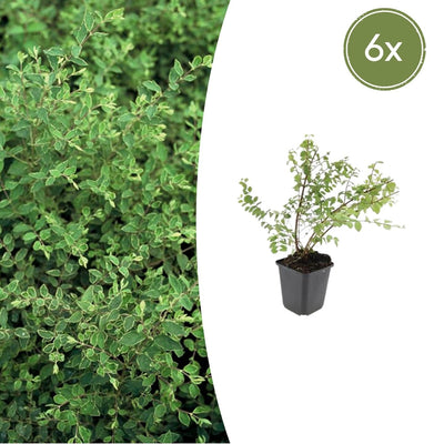 6x Snowberry 'Hancock' - ↕10-25cm - Ø9cm