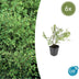 6x Symphoricarpos ch. 'Hancock' - ↕10-25cm - Ø9cm Bild 1