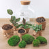 Flaschengarten DIY-Set: Fat Joe (30cm) mit Werkzeugen Bild 2