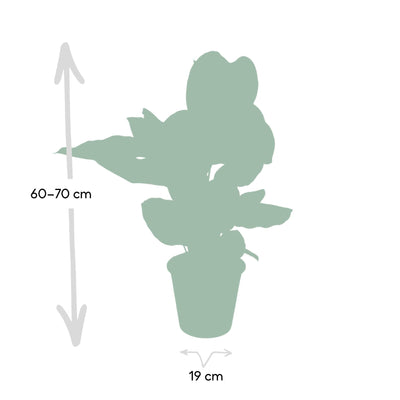 Calathea Ornata - Ø19cm - Zimmerpflanze mit rosa Streifen