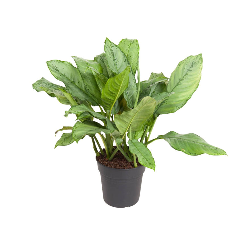 Aglaonema B.J. Freedman: Large, easy-care houseplant Ø24cm, 70cm high