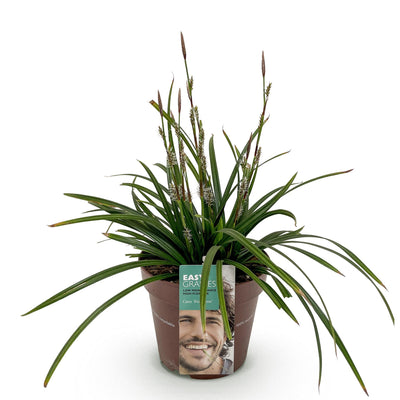 Carex morrowii Irish Green: Immergrünes Ziergras, winterhart, Topf 17cm