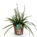 Carex morrowii Irish Green: Immergrünes Ziergras, winterhart, Topf 17cm Bild 2