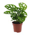 Monstera Monkey Leaf (Lochpflanze) - Ø12cm - Topfgröße Bild 1