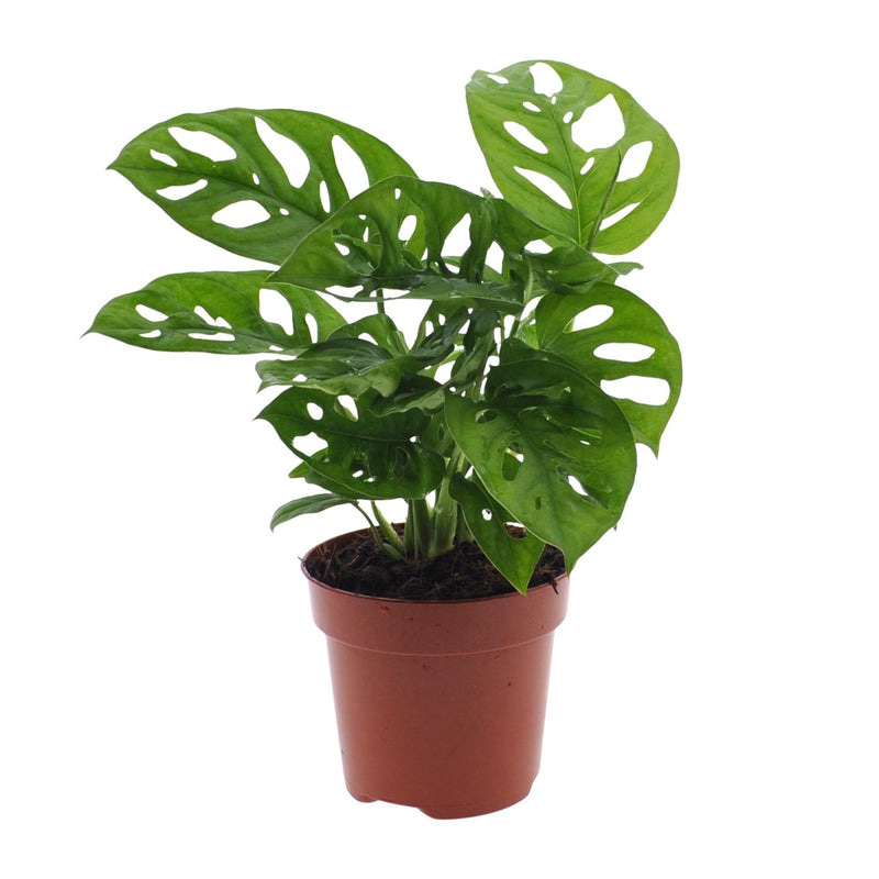 Monstera Monkey Leaf (Lochpflanze) - Ø12cm - Topfgröße