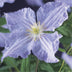 Clematis Blue Angel Climbing Plant - 2 Plants, 11cm Pot Bild 7