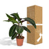 Calathea Warscewiczii Pfauenpflanze: Samtige Blätter, Ø19cm, 70cm hoch Bild 6