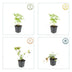 12x Wild Strawberry Plants Fragaria vesca (10-25cm, 9cm pot) Bild 4