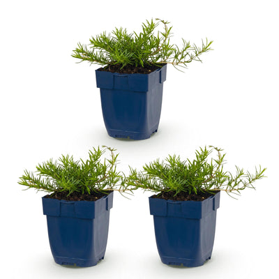 Green boutiQ - Perennial - Phlox Benita - Flame Flower - Ground Cover - Blue - 3 Plants - Pot 11cm - Height 15-25cm