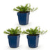 Green boutiQ - Perennial - Phlox Benita - Flame Flower - Ground Covering - Blue - 3 Plants - Pot 11cm - Height 15-25cm Bild 4