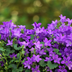 12x Campanula portenschlagiana - Dalmatian Bellflower, 10-25cm Bild 7