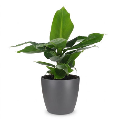 Green boutiQ - Musa Oriental Dwarf - Orientalische Zwergbanane - 1 Pflanze - mit Grau Topf - Topf 12cm - Höhe - 30cm