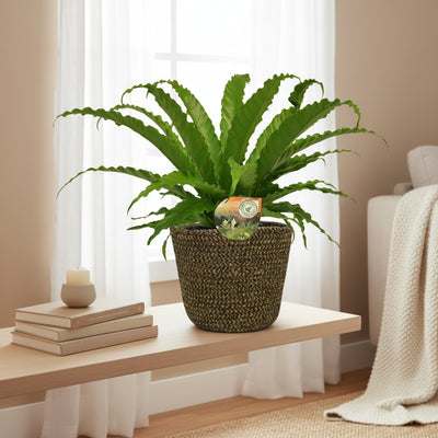 Asplenium Osaka - Ø17cm - ↕40cm + Selin Pot D18x16cm - Schwarz