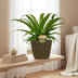 Asplenium Osaka - Ø17cm - ↕40cm + Selin Pot D18x16cm - Schwarz Bild 2