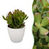 2x Crassula Ovata - Geldbaum - Grün - Sukkulente/Kaktus - incl. witte pot - Ø12cm Bild 1