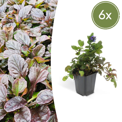 6x Kriechender Günsel (Ajuga reptans) 10-25cm